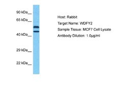 WDFY2 Rabbit anti-Human, Polyclonal, Novus Biologicals 0.1ml; Unconjugated:Antibodies,